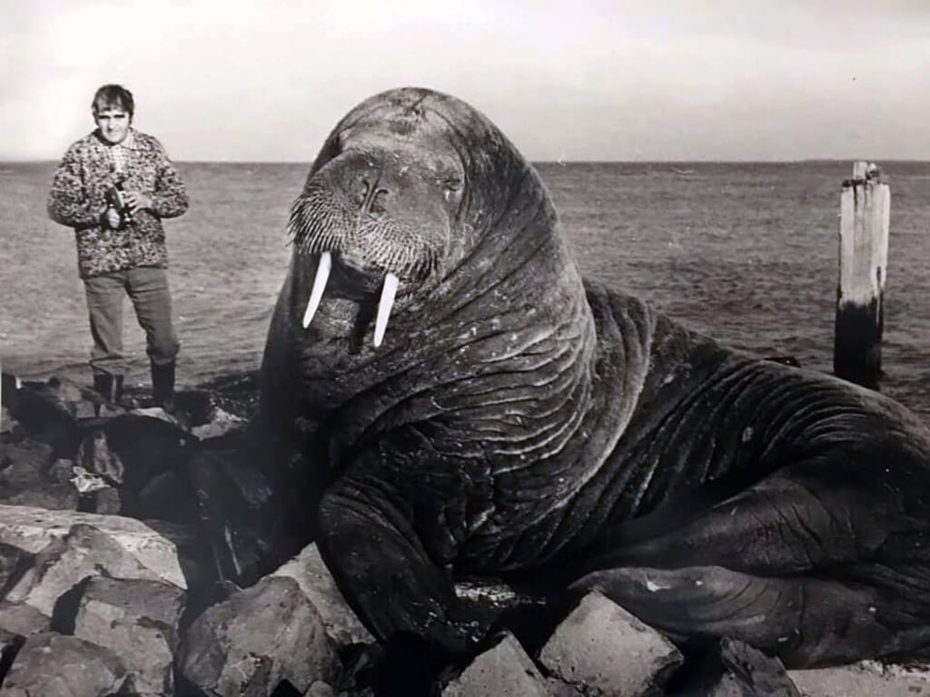 Thijs van der Laan op de foto met de walrus.