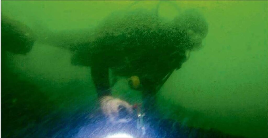 Duiker in actie in de Waddenzee. 