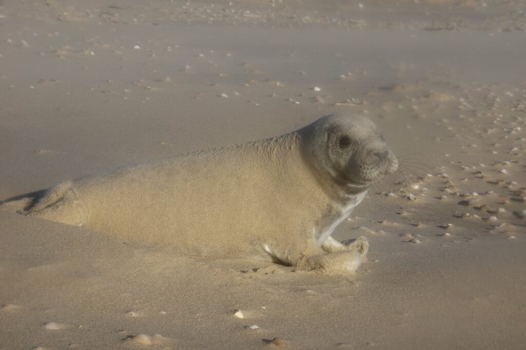 De inmiddels gestorven zeehond die vorige week bij de Mok lag.