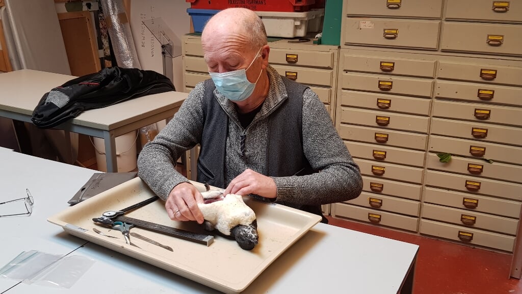 Kees Camphuysen onderzoekt de dode kortbekzeekoet.