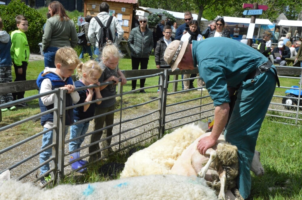 BUTE: Jeugdige belangstelling voor schapenscheerder Jan Willem Bakker. 