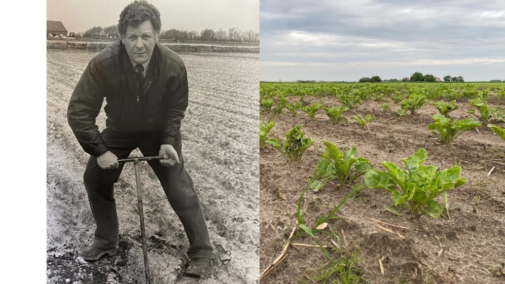 1994: Landbouwvoorlichter Jan Koolhof monstert een landbouwperceel. 2022: Een akker jonge suikerbietenplantjes. 