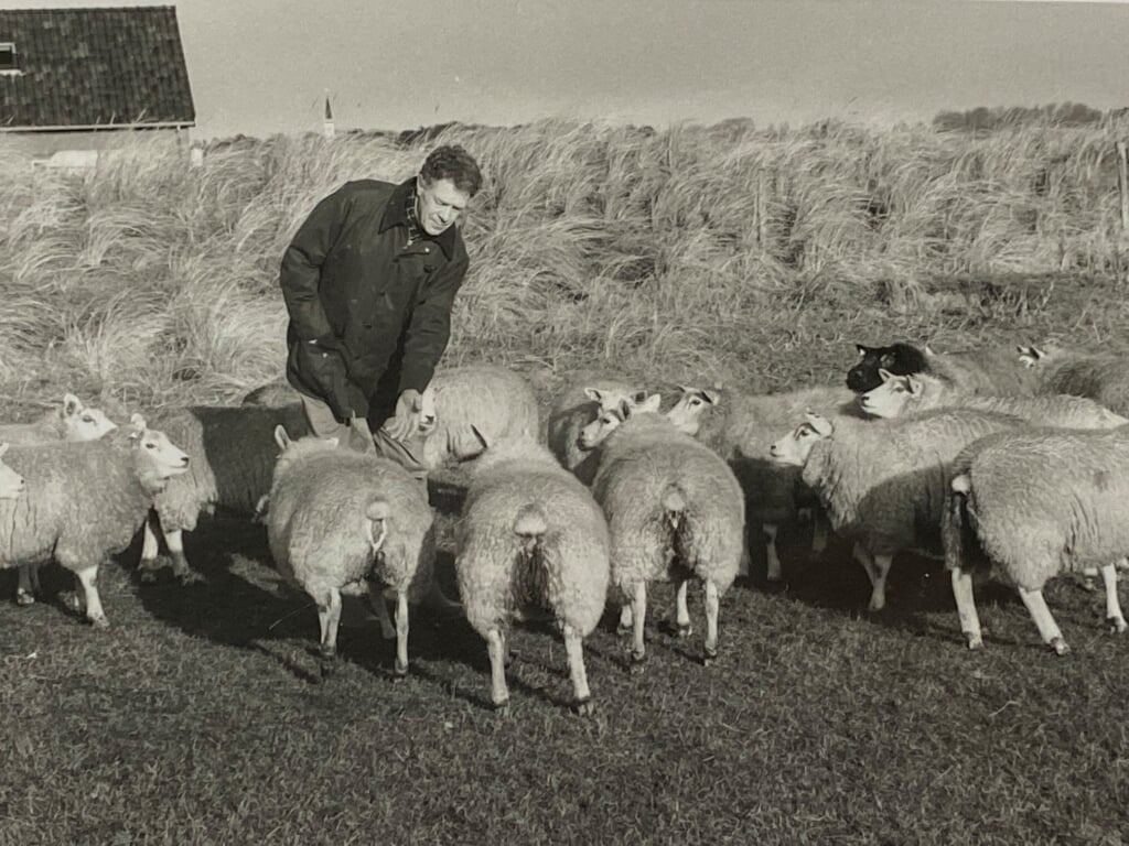 Dick Drijver was de vierde generatie van de familie Drijver die duinboer was in de duinen bij Den Hoorn. Hier bij zijn schapen aan de Mokweg bij zijn geboortedorp. 
