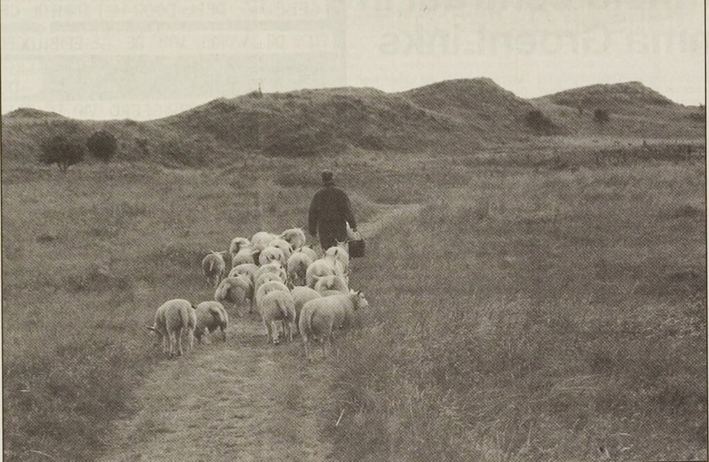 Beeld van Dick Drijver met zijn schapen in de duinen. 