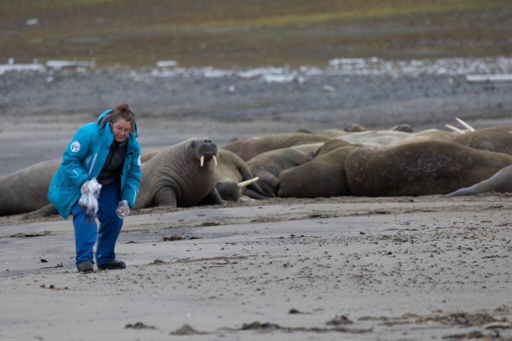 Sophie Brasseur op zoek naar uitwerpselen van walrussen bij Spitsbergen.