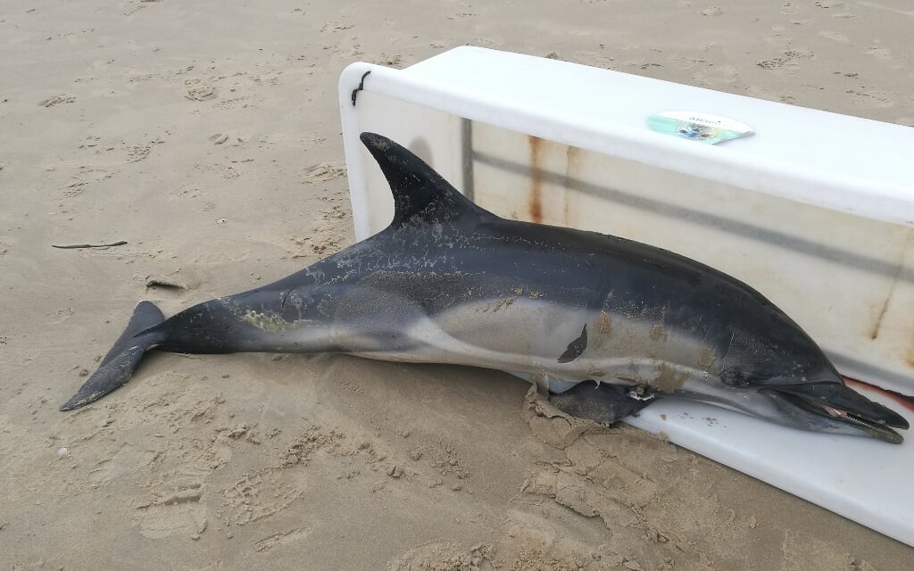 De aangespoelde dolfijn.