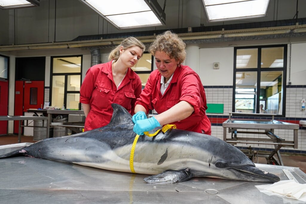 Onderzoek naar de doodsoorzaak van de dolfijn die op 10 januari aanspoelde.