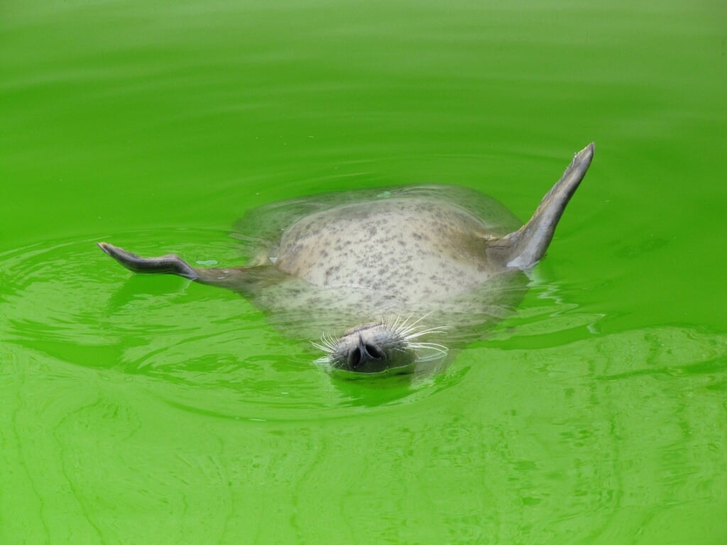 Slapende zeehond in het water (Foto: Ingrid de Porto)