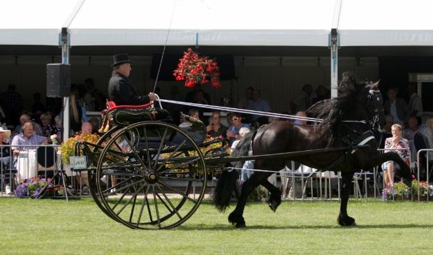 <p>Albert Minkema op de Friese sjees op het CH Drogeham in 2017.</p>