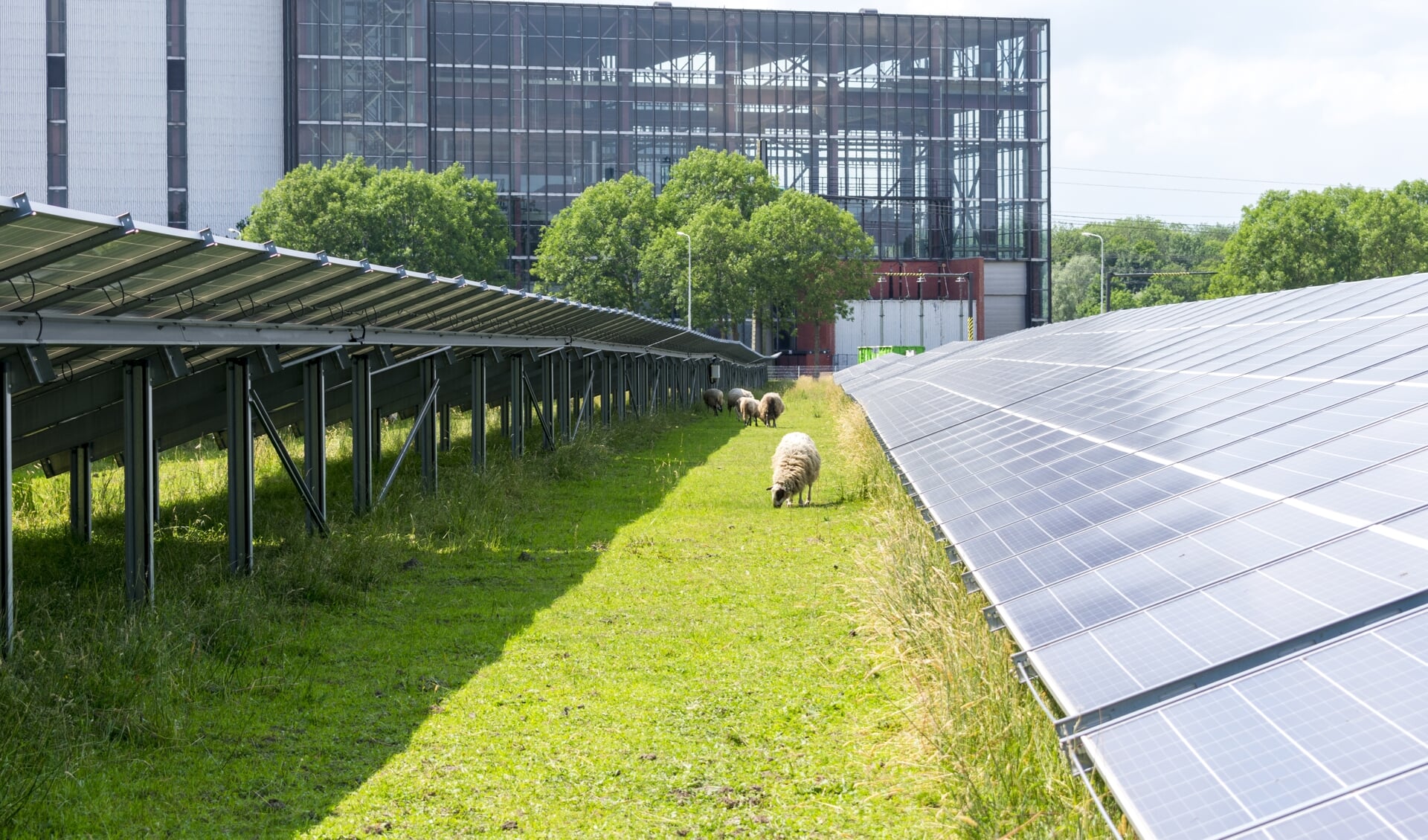 Net als bij de elektriciteitscentrale in Burgum (zie foto) moeten bij zonnepark Legauke schapen tussen en onder de panelen kunnen grazen.