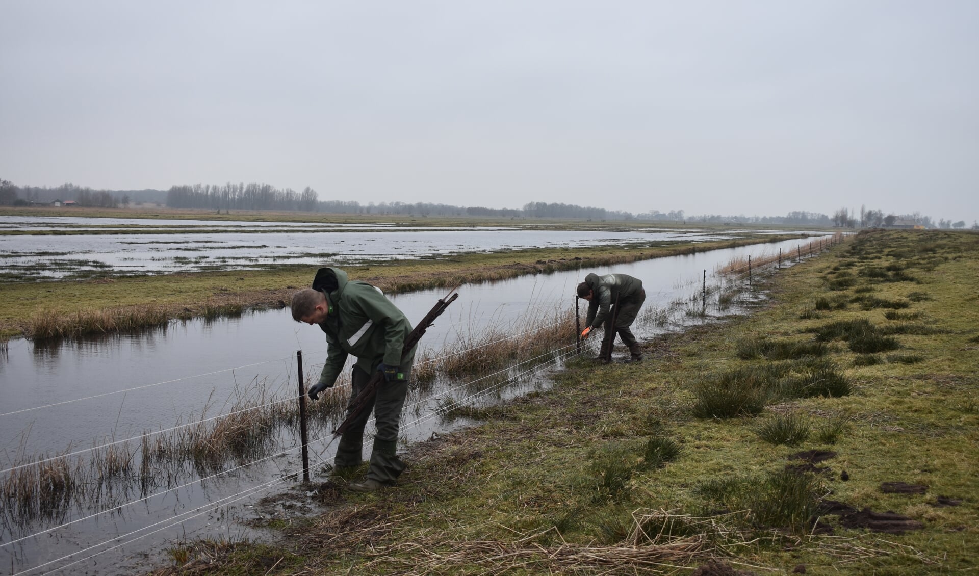 Het plaatsen van kilometers stroomdraad in de Zwagermieden tegen de vossen, voorjaar 2019.