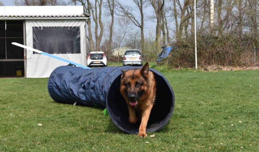 Behendigheidstraining aan de Kerklaan in Burgum met Duitse herder Aslan van Shetans Home, van eigenaar Romke Raap.