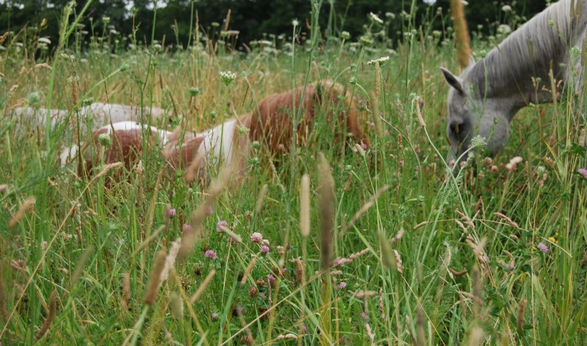 Biodiversiteit in het weiland ontstaat met de producten van Bio-Ron.