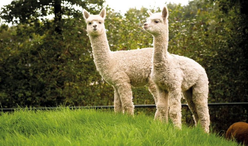 Alpaca's zijn sociale, vertederende dieren. Dit weekend is er een keuring en show in Drachten. Kom in de stemming met het filmpje met je Actief Plus-app.
