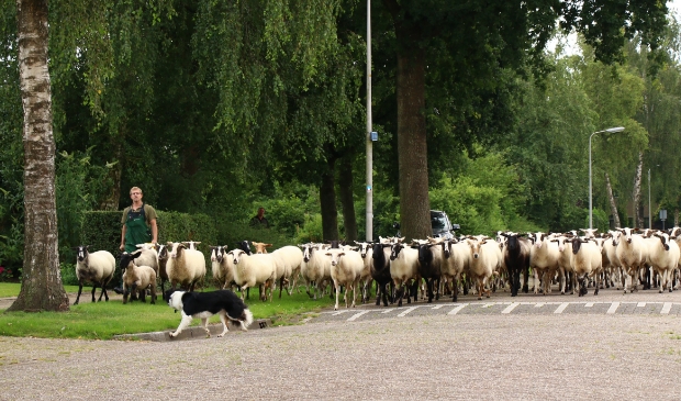 De schaapskudde verplaatst zich naar de Tussendijken in Burgum. Davy Kanter (links) en de Border Collie zorgen ervoor dat alles goed verloopt.