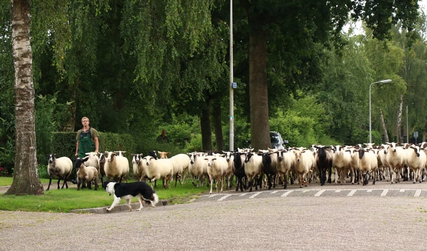 De schaapskudde verplaatst zich naar de Tussendijken in Burgum. Davy Kanter (links) en de Border Collie zorgen ervoor dat alles goed verloopt.