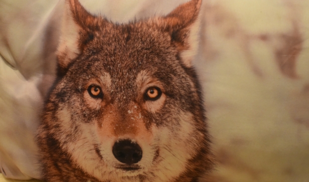 Dit is niet de wolf die bij de Alde Feanen is gezien.