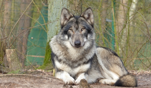 <p>Een wolf veilig achter een hek, is het de oplossing voor Friesland?</p>