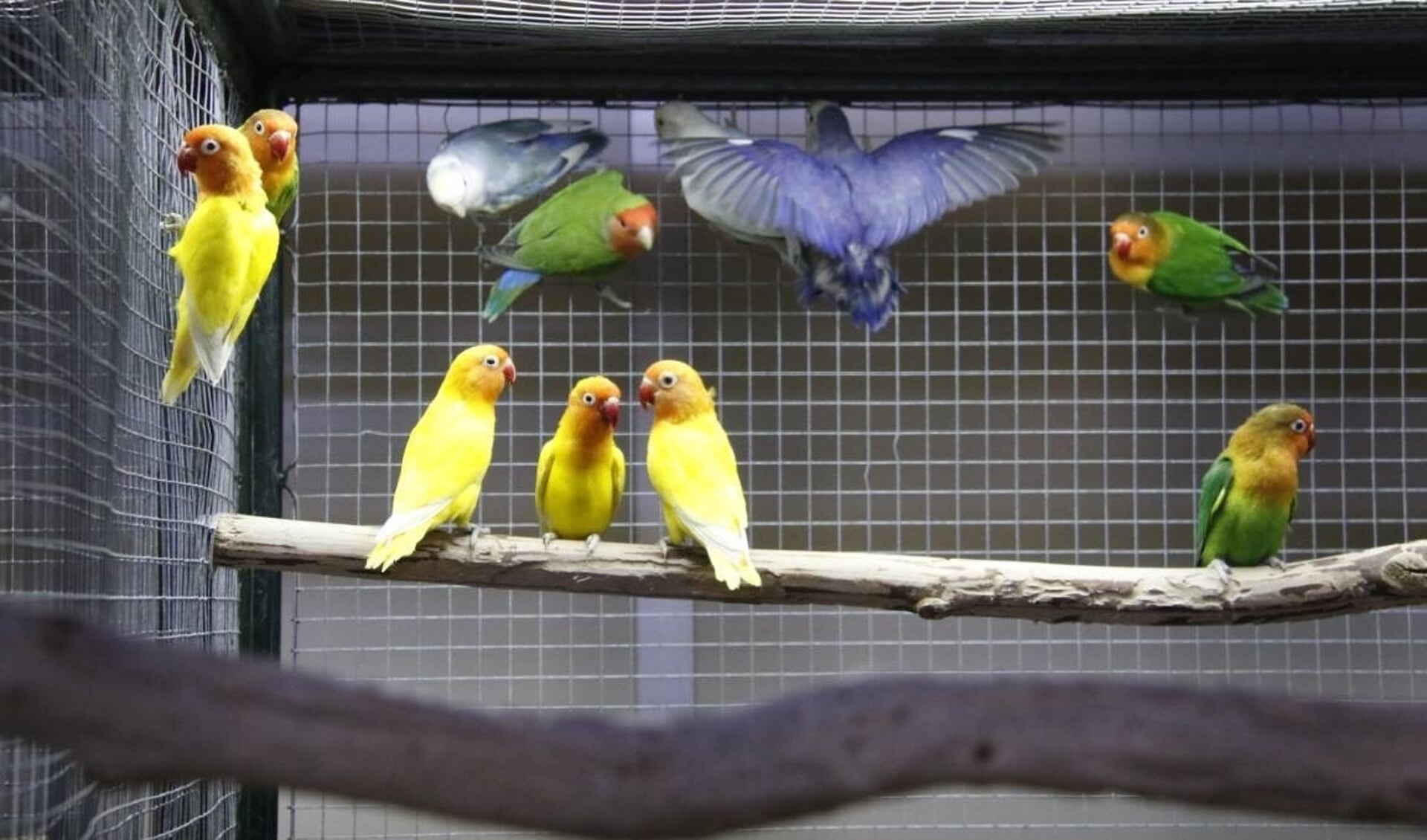 Het houden van kooi- en volièrevogels is een mooie hobby, vinden de leden van Vogelvereniging Surhuisterveen e.o. "Een prima hobby in coronatijd, ook geschikt voor jongeren," vindt voorzitter Henk Postma.