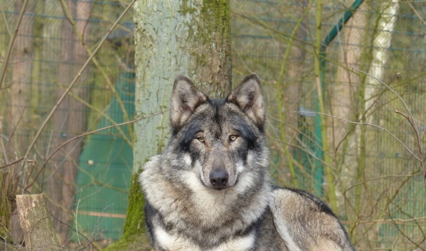 <p>Een wolf in een dierentuin. Stichting Wolvenhek Fryslân vreest met name<br>wilde wolven die zich steeds meer over Europa verspreiden.</p>