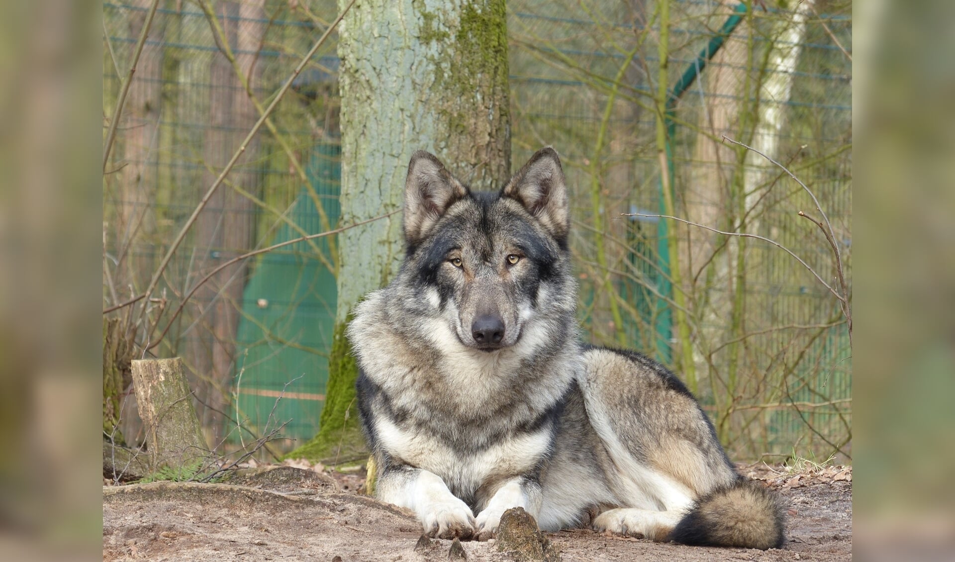 Een wolf in een dierentuin. Stichting Wolvenhek Fryslân vreest met namewilde wolven die zich steeds meer over Europa verspreiden.
