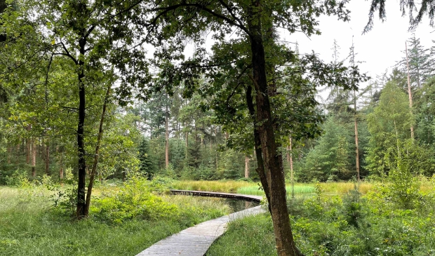 Dit vlonderpad bij Beetsterzwaag is onderdeel van de wandelroute, zondagochtend 31 oktober.