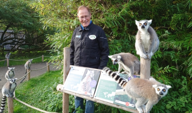 <p>Een vrijwilliger tussen de maki's in AquaZoo Leeuwarden</p>