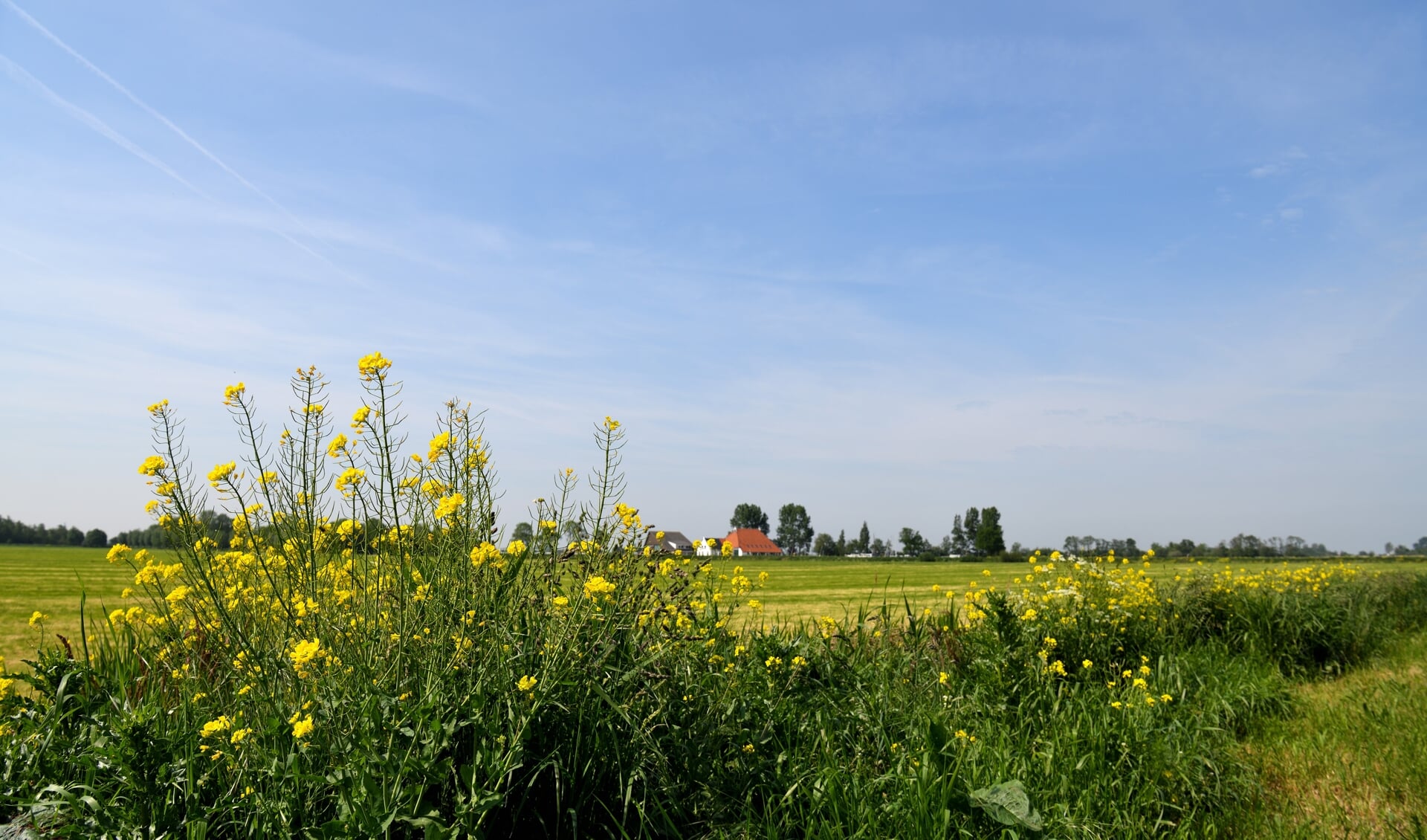 Krijgt het Friese landschap een meer 'bloemrijk' karakter? Het is één van de vier kwesties waar het donderdag wellicht over zal gaan.