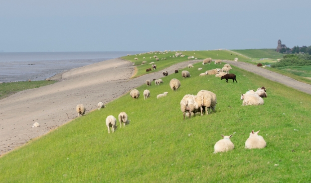 <p>De zeedijk westelijk van Ternaard.</p>