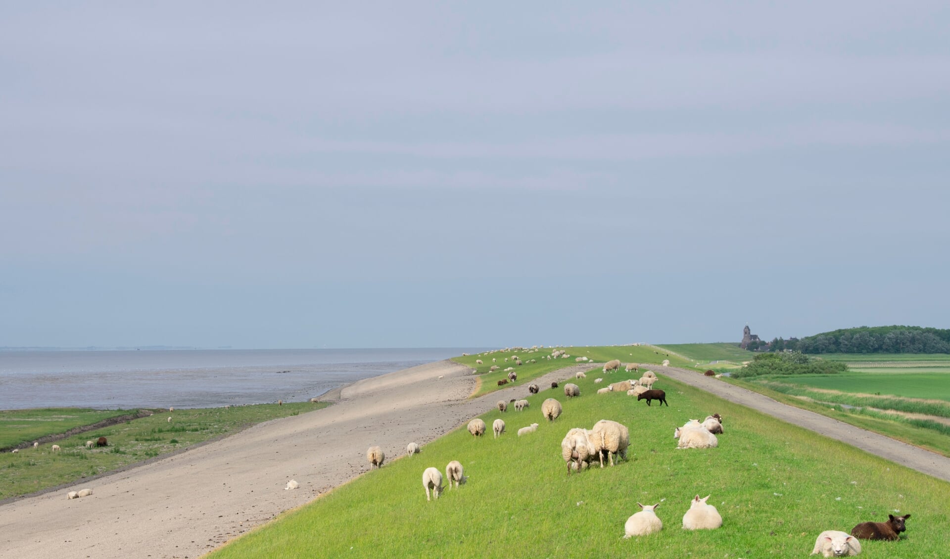 De zeedijk westelijk van Ternaard.