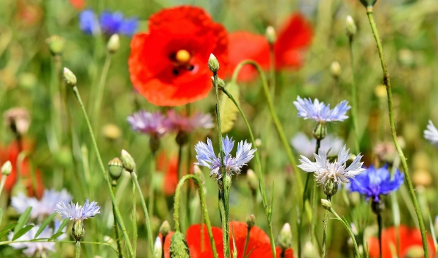 <p>Korenbloemen en papavers</p>