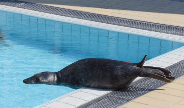 Zeehondencentrum Pieterburen hield het hoofd boven water dankzij donaties.