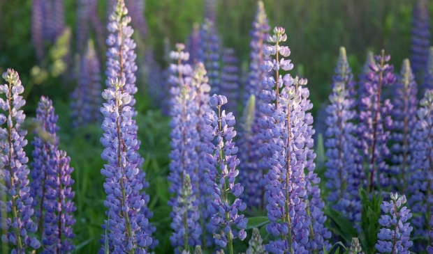 <p>Lupine</p>