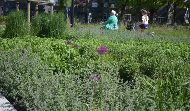 <p>Het Van Sminiaplein in Burgum (Tytsjerksteradiel), waar insectenminnende planten groeien, zo lang er geen appartementen zijn gebouwd. </p>