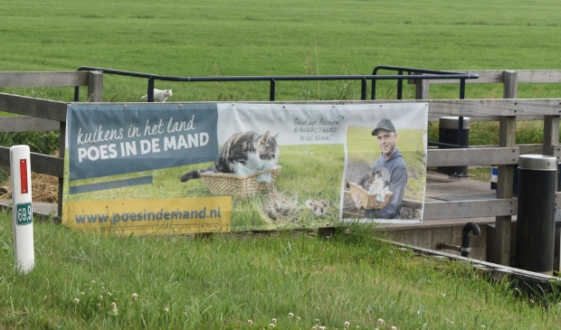<p>'Trynwâldster kat' trekt er op uit, ondanks oproep.</p>