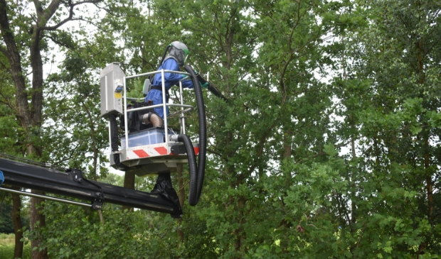 <p>Medewerker Jeroen van boomverzorgingsbedrijf Timmerman zuigt de rupsen op bij het strandje bij Smalle Ee. Dit is dus niet de nieuwe, maar de 'oude' methode.</p>