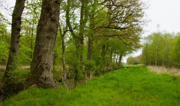<p>Het 'Waldpykpaad'.</p>
