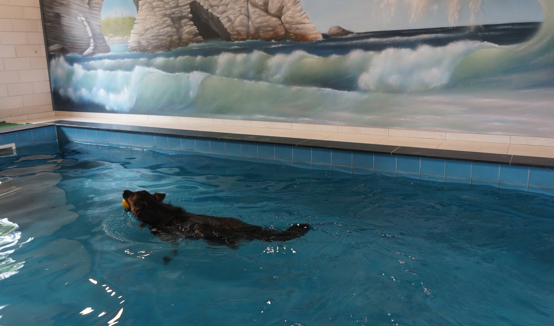 Een hond zwemt in hondenzwembad De Cottum.