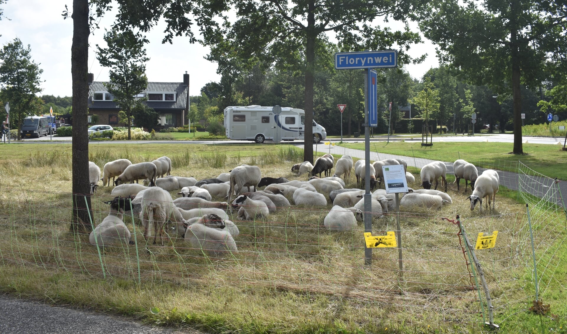Deze Schoonebeeker schapen houden in Burgum het gras kort.