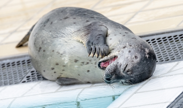 Zeehonden communiceren onderling met geluiden, zoals mensen in feite ook veel doen.