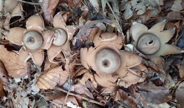Paddestoelen zijn er in vele soorten en maten. IVN Noordoost-Friesland geeft een excursie op 9 oktober in Driezum, vooral voor kinderen.