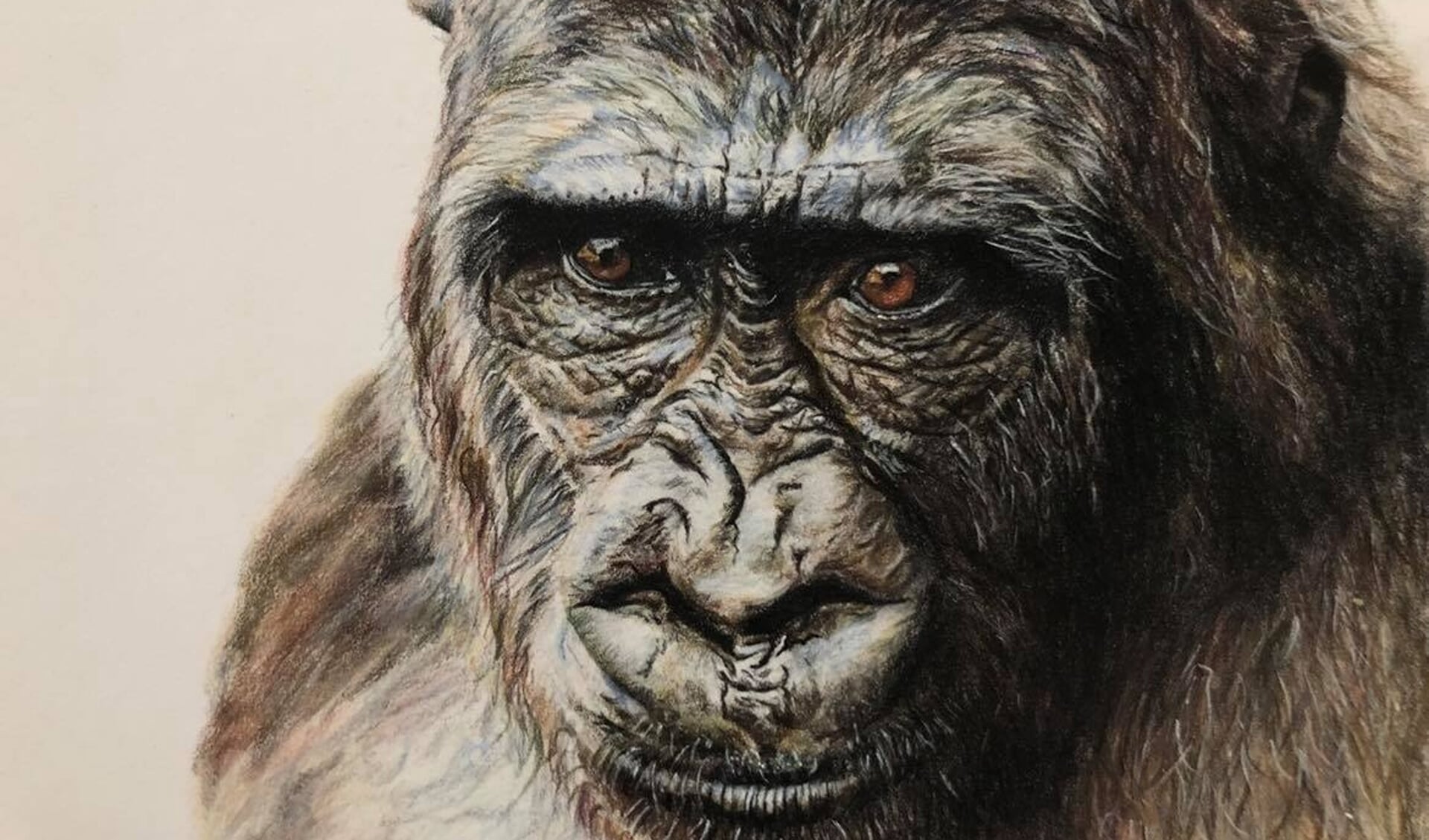 Gorilla getekend door Nicole Boerema.
