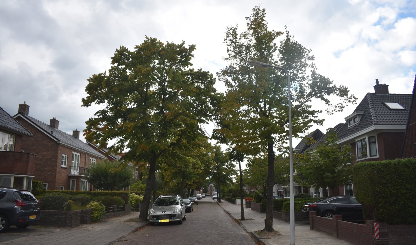 In de HBS-straat in Drachten wil de gemeente Smallingerland 13 bomen kappen en jonge bomen planten.