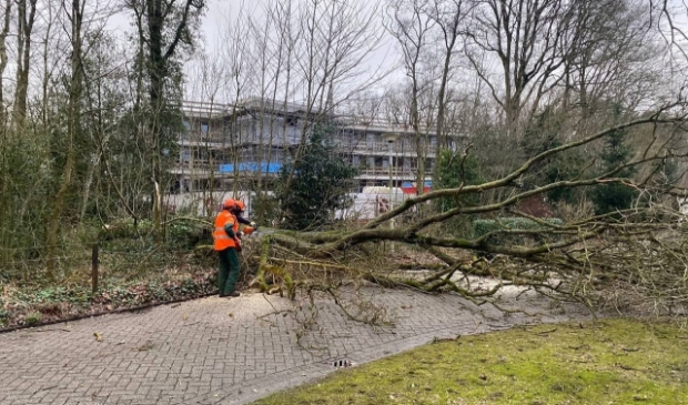 <p>Een omgevallen boom aan de Zandberg in Burgum.</p> 