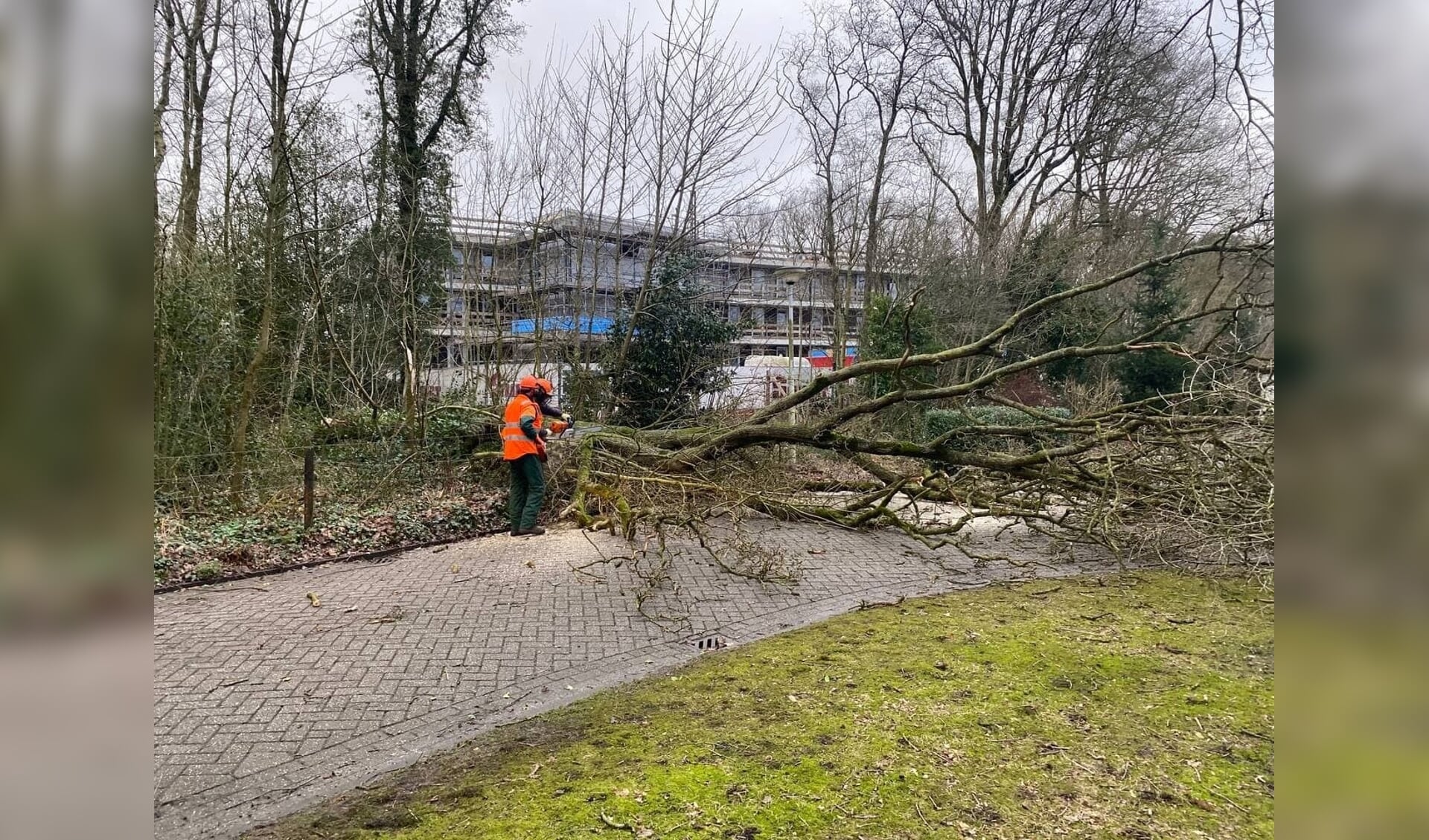 Een omgevallen boom aan de Zandberg in Burgum.