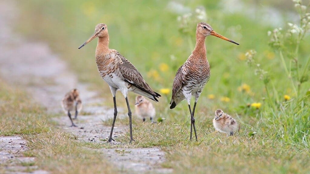 Video Vogels Kun Je Niet Melken Al Het Nieuws Uit Burgum