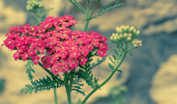 <p>Achillea millefolium (duizendblad)</p>