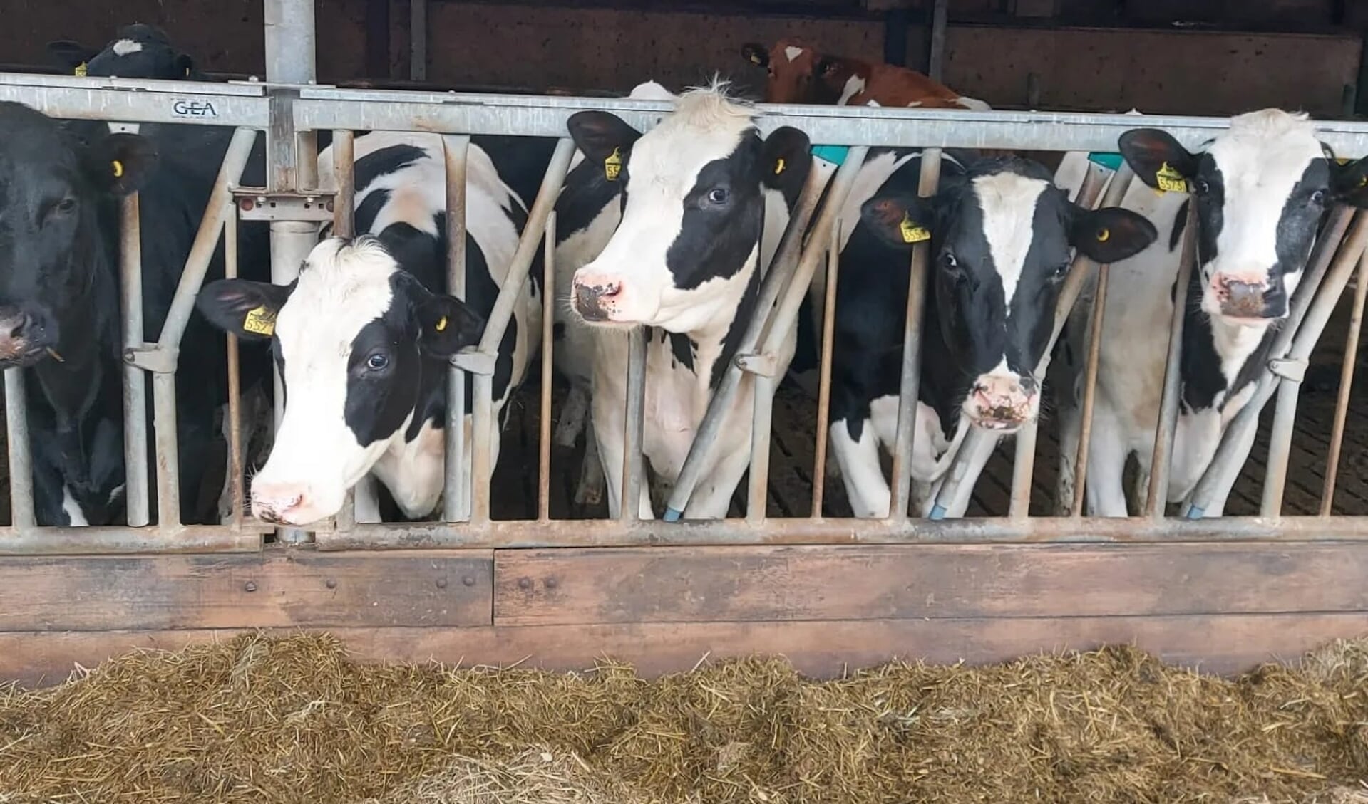 Koeien op stal produceren meer stikstof (ammoniak) dan was gedacht, in 'emissie-arme' stallen.