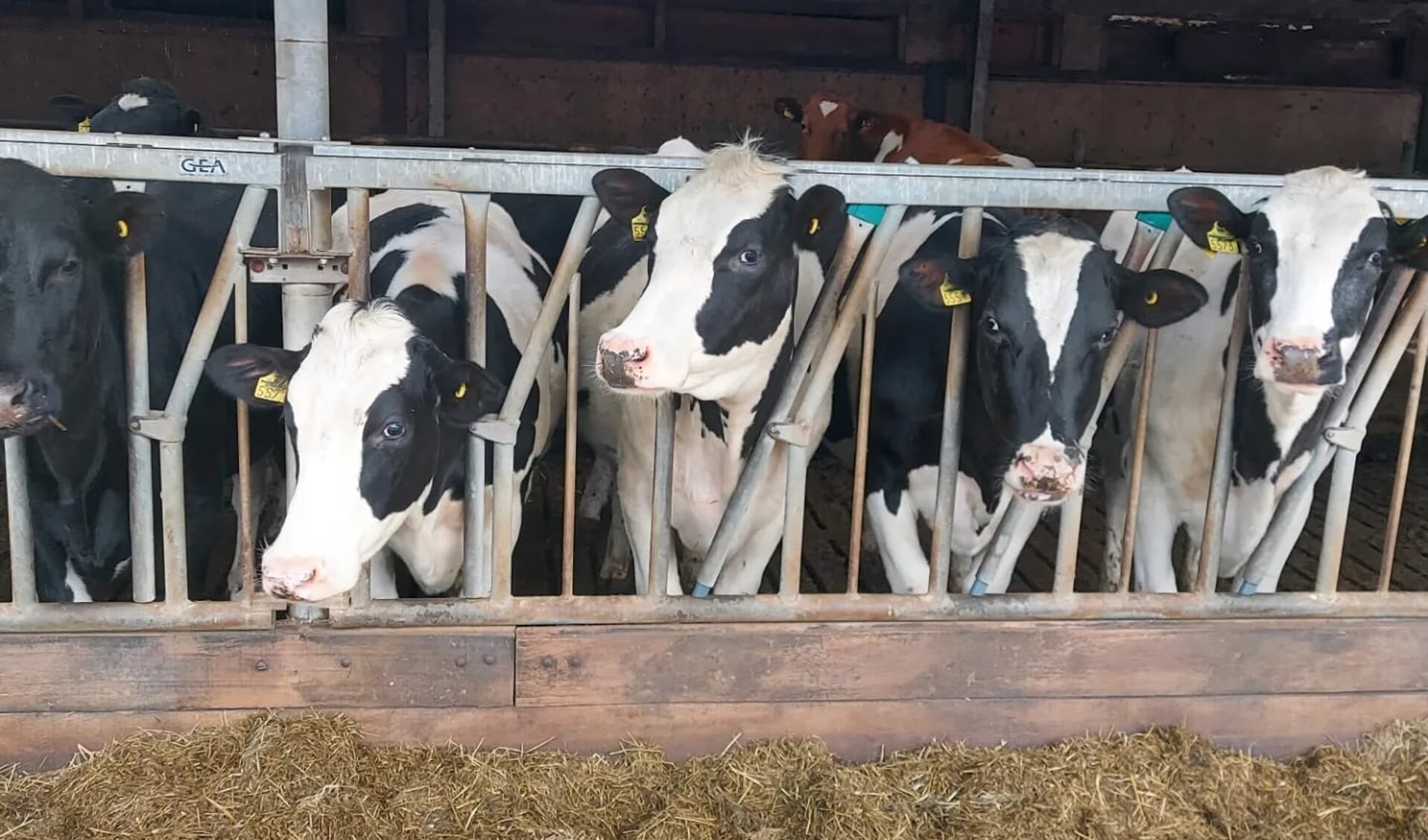 De (melk-)veehouderij heeft volgens het kabinet ruwweg drie opties: "verduurzamen, verplaatsen of beëindigen."