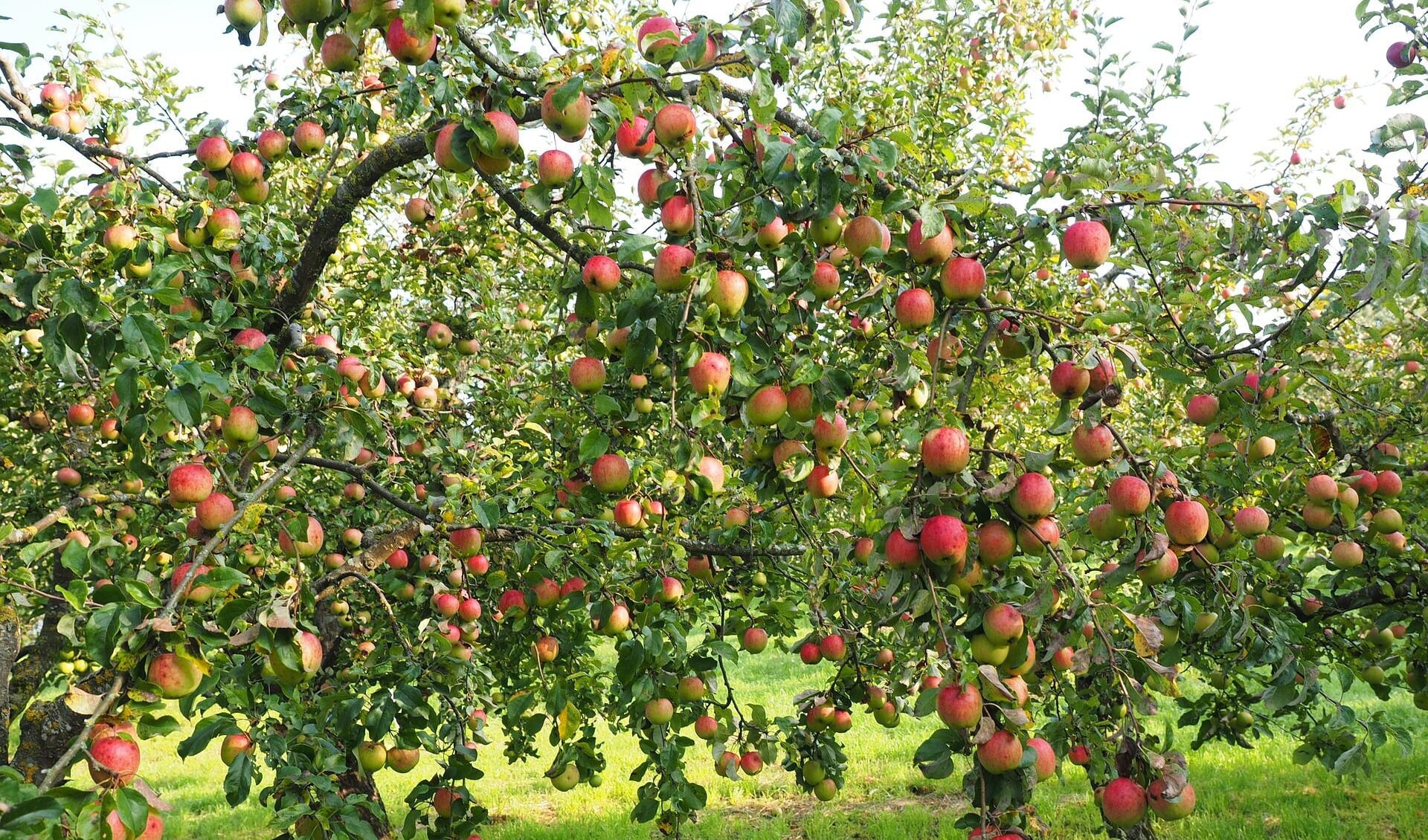 Hopelijk komen er aan de appelbomen in het voedselpark net zoveel appels als aan bovenstaande appelboom.
